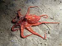 red octopus (Octopus rubescens)