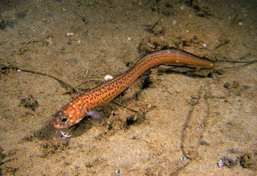 spotted cusk-eel (Chilara taylor)