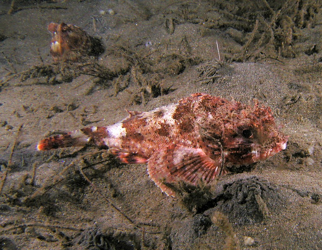 California scorpionfish (Scorpaena guttata)