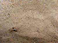 a buried curlfin turbut (Pleuronichtyhs decurrens)