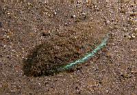sea mouse (Aphrodite aculeata)