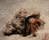 hermit crab (Pagurister ulreyi)