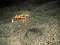 swimming crab (Portunus xantusii)