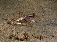 swimming crab (Portunus xantusii)