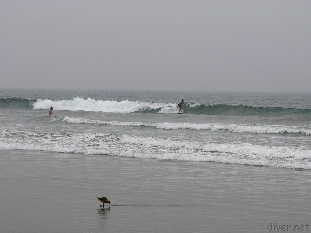 sandpiper and a surfer at El Porto, California