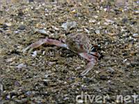 Purple Globe Crab (Randallia ornata)