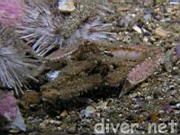 mating Sandflat elbow crabs (Heterocrypta occidentalis)