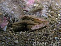 mating Sandflat elbow crabs (Heterocrypta occidentalis)