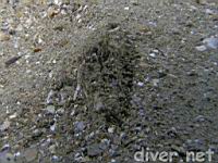 Sandflat elbow crab (Heterocrypta occidentalis)