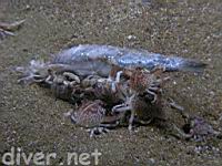 A group of globe crabs (Randallia ornata) devouring a fisherman's lost bait