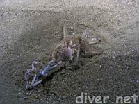 A group of globe crabs (Randallia ornata) and a Spiny Sand Star (Astropecten armatus) devouring a fisherman's lost bait 