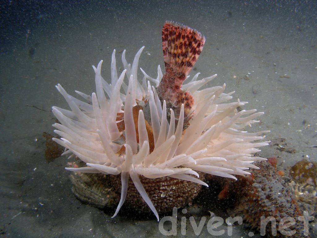 Underwater Photography and SCUBA Diving Photos by Chris Grossman