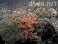 (2) California Scorpionfish (Scorpaena guttata)