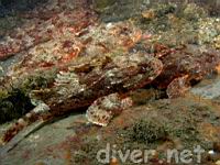 (7) California Scorpionfish (Scorpaena guttata)