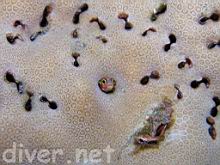 Acanthemblemaria mangognatha (Revillagigedos barnacle-blenny)