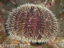 Tripneustes depressus (Brown urchin)