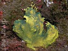 Aplysina fistularis (Sulpher Sponge)