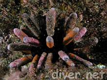 Eucidaris thouarsii (Slate Pencil Urchin)