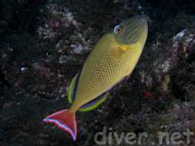 Xanthichthys mento (Redtail triggerfish)