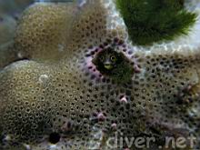 Acanthemblemaria mangognatha (Revillagigedos barnacle-blenny)
