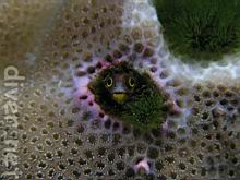 Acanthemblemaria mangognatha (Revillagigedos barnacle-blenny)