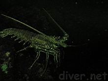 Panulirus penicillatus (Common Spiny Lobster) fluorescence