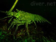 Panulirus penicillatus (Common Spiny Lobster) fluorescence