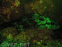 Epinephelus labriformis (Flag Cabrilla) fluorescence