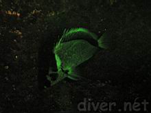 Johnrandallia nigrirostris (Barberfish) fluorescence
