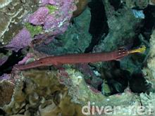 Aulostomus chinensis (Pacific trumpetfish)