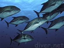 Caranx melampygus (Bluefin trevally)