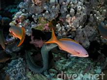 Paranthias colonus (Pacific creolefish) & Gymnothorax dovii (Fine-spotted Moray)