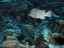Dermatolepis dermatolepis ( Leather bass ) & Gymnothorax dovii (Fine-spotted Moray)