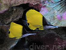 Forcipiger flavissimus (Forcepsfish, Longnose butterflyfish)
