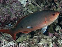 Paranthias colonus (Pacific creolefish) & Thalassoma robertsoni (Clipperton rainbow wrasse)