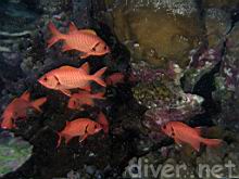 Myripristis berndti (Bigscale soldierfish)