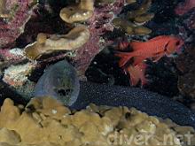 Gymnothorax dovii (Fine-spotted Moray) & Myripristis berndti (Bigscale soldierfish)