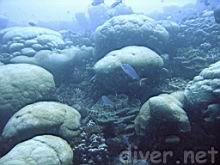 Clipperton Island Coral Reef