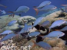 Paranthias colonus (Pacific creolefish)