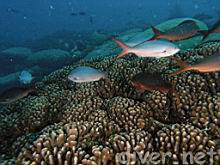 Paranthias colonus (Pacific creolefish)