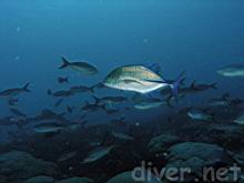 Caranx melampygus (Bluefin trevally) & Paranthias colonus (Pacific creolefish)