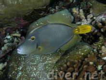 Cantherhines dumerilii (Whitespotted filefish, Barred filefish)