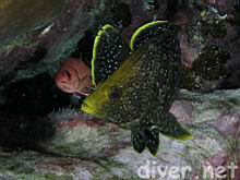 Dermatolepis dermatolepis (Leather bass) & Myripristis berndti (Bigscale soldierfish)
