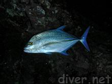 Caranx melampygus (Bluefin trevally)