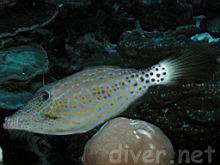 Aluterus scriptus (Scrawled filefish)