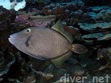 Cantherhines dumerilii (Whitespotted filefish, Barred filefish)