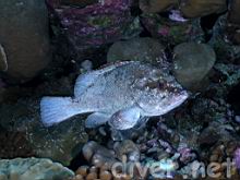 Epinephelus clippertonensis (Clipperton grouper)