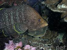 Dermatolepis dermatolepis (Leather bass)