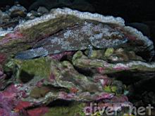 Epinephelus clippertonensis (Clipperton grouper)