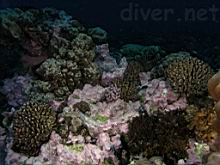 Clipperton Island Coral Reef